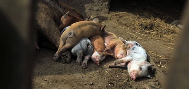 Zaradi prodaje okužene svinjine na Kitajskem aretirali šest ljudi