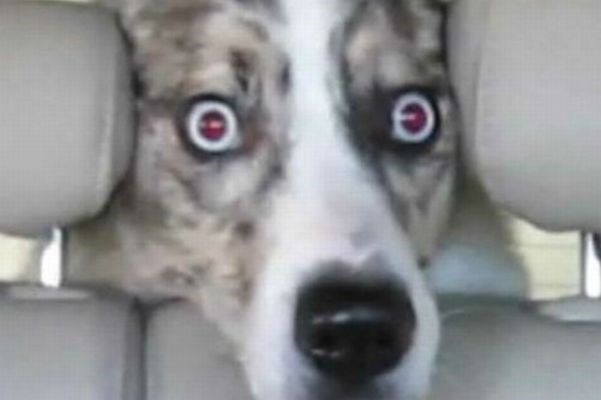 Prestrašen pes med vožnjo skozi avtopralnico.