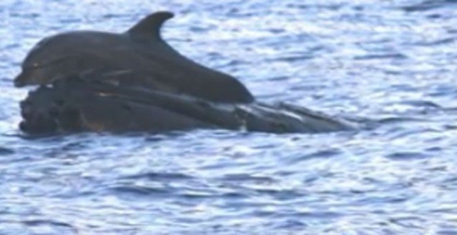 Video: Tudi med kitom in delfinom se lahko razvije prijateljstvo