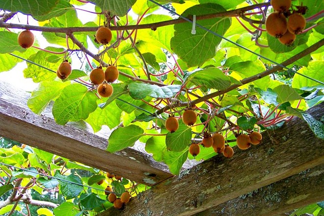 Sadje, pridelano v domačem vrtu, je zdravo in okusno