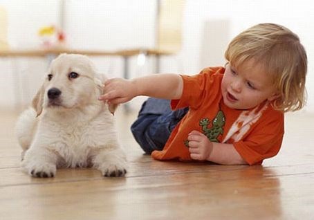 Ko izbirate psa, pazite, da se bo lepo razumel z otroki