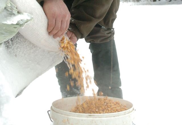 Presežena vrednost aflatoksina tudi v krmi na Koroškem