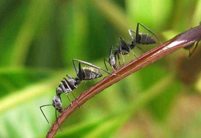 Novo dognanje: Mravlje si zapomnijo vonj sovražnika
