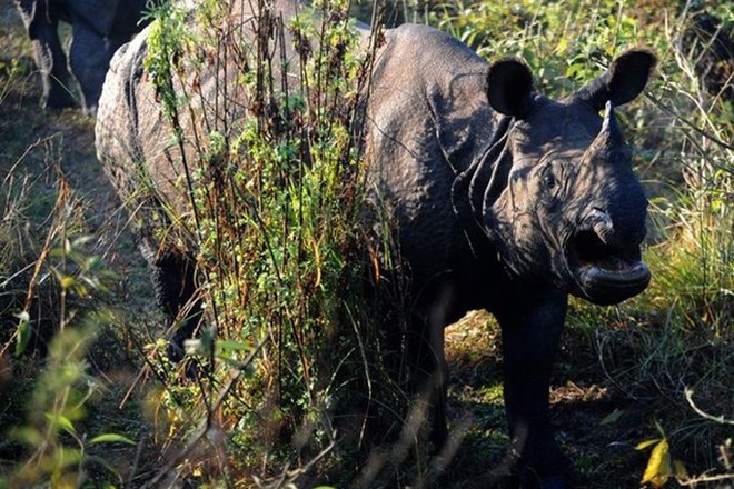 Nosorogi so ogrožena živalska vrsta. Vseh nosorogov je na svetu le še okrog 30.000, med njimi pa le nekaj sto iz vsake izmed...