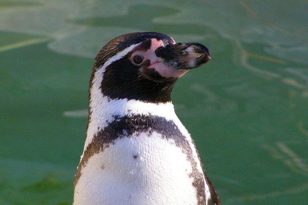 Humboldt pingvin.