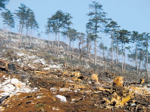 Ostanki velikega požarišča na Šumki na severnem robu Krasa pol leta po  velikem požaru poleti 2007