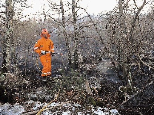 Ognjeni zublji so na območju med Fernetiči in Opčinami uničili več kot 150 hektarjev gozda.