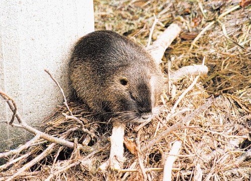 Nekateri so nutrije zaradi njihovega dolgega repa poimenovali tudi vodne podgane, vendar so večje od podgan in imajo drugačne...