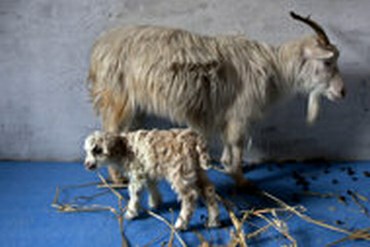 Indijski znanstveniki so v četrtek sporočili, da jim je uspelo klonirati redko vrsto himalajske koze.