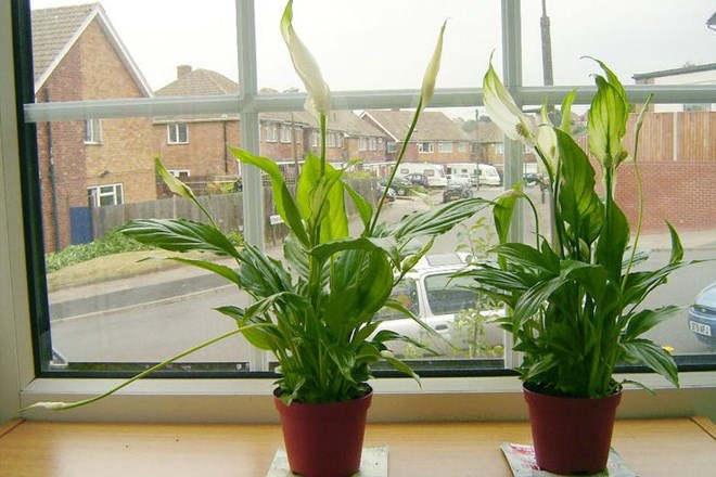 Sobne rastline dokazano čistijo zrak v zaprtih prostorih