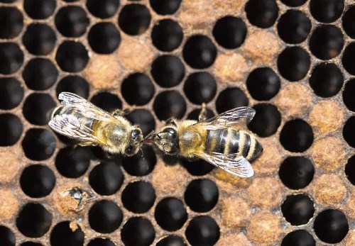 Strokovnjaki opozarjajo, da preprostih odgovorov o vplivu pesticidov na čebele ni.