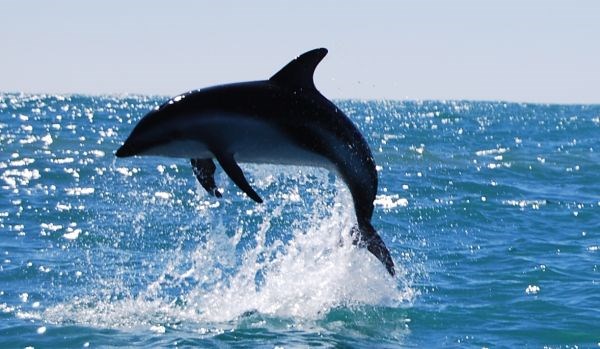 Delfini poznajo različne vrste zavezništev, kar razkriva njihovo veliko inteligenco