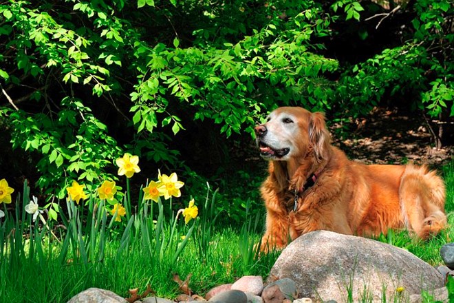 Kako pse učinkovito odženete stran od vrtnih gredic?