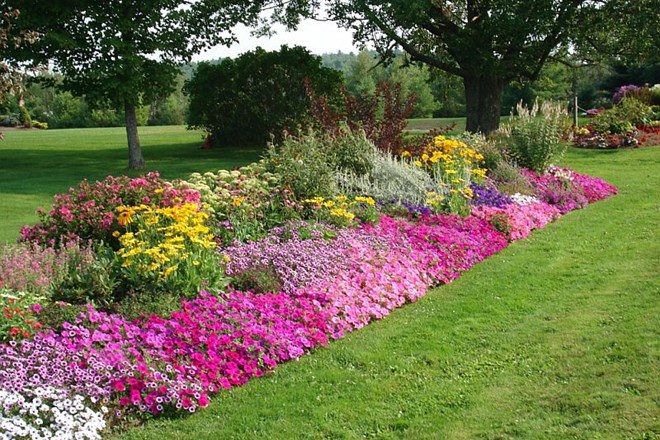 Barvne odtenke cvetličnega vrta izberite premišljeno