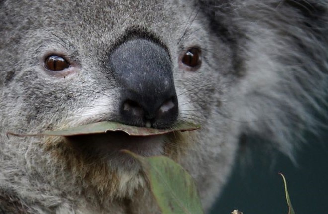 Avstralija je koale uvrstila na seznam ranljivih vrst