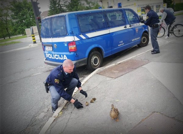 Takole sta policista reševala račke.