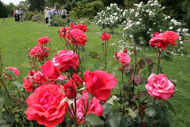 Vrtnice in še enkrat vrtnice v Arboretumu Volčji Potok