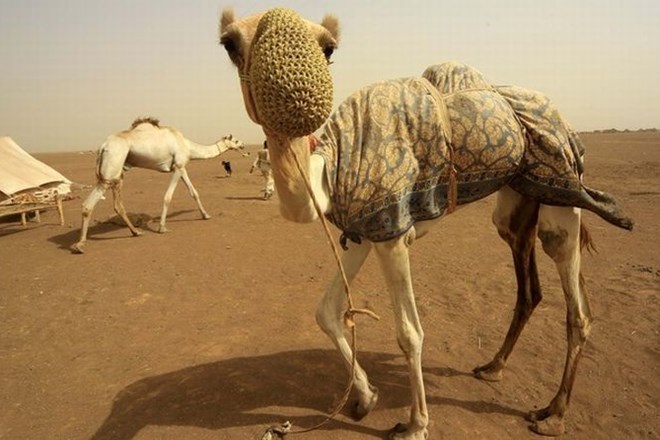 V očeh somalijskih islamistov je Obama vreden desetih kamel.
