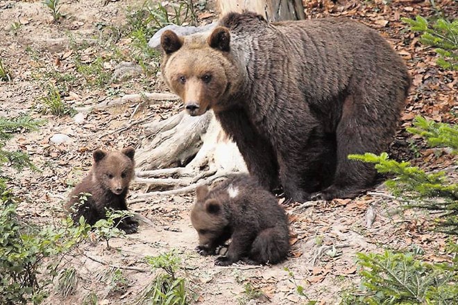 Za rjavega medveda pomeni TNP naravno selitveno pot z osrednjega življenjskega območja Dinaridov proti severu in severozahodu...