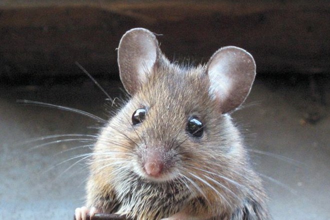 Do zdaj 116 laboratorijsko potrjenih primerov mišje mrzlice