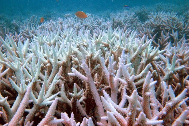 Korale, ki bodo preživele spremembe, bodo živele v toplejši vodi, kot jo prenesejo sedaj.