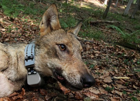 Dvoletna volkulja Tia je ob odlovu v Kočevskem Rogu tehtala okrog 30 kilogramov.