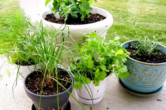 Imejte sveža zelišča ves čas pri roki − posadite jih na vrt