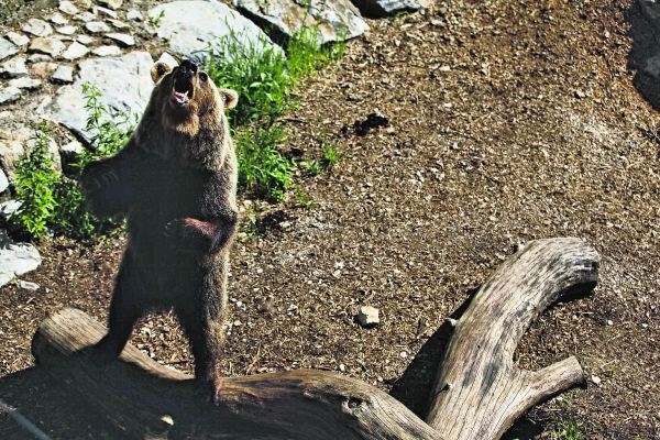 Društvo za osvoboditev živali za strokovni nadzor zaradi odstreljenih medvedov na Kočevskem