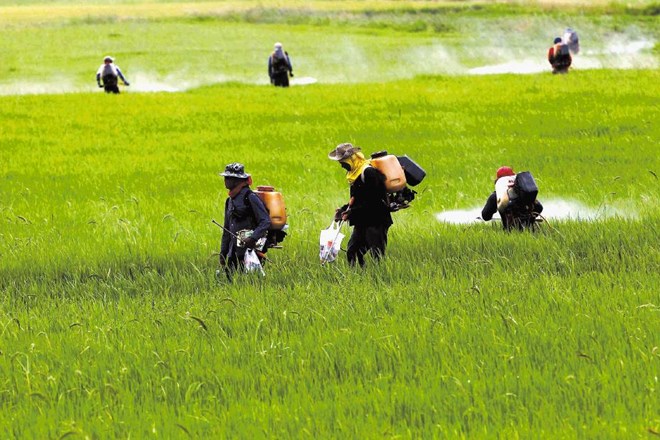 Kmetje škropijo riž s pesticidi na Tajskem, ki je največja proizvajalka na svetu. Velik delež k prehrambni krizi leta 2008 in...