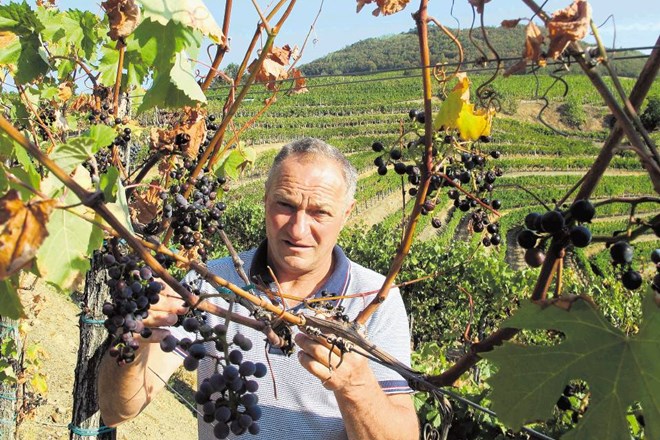 Vinar Dušan Benčina iz Lož pri Vipavi pravi, da bo zaradi suše  pridelka za več kot 70 odstotkov manj  in da vina ne bo...