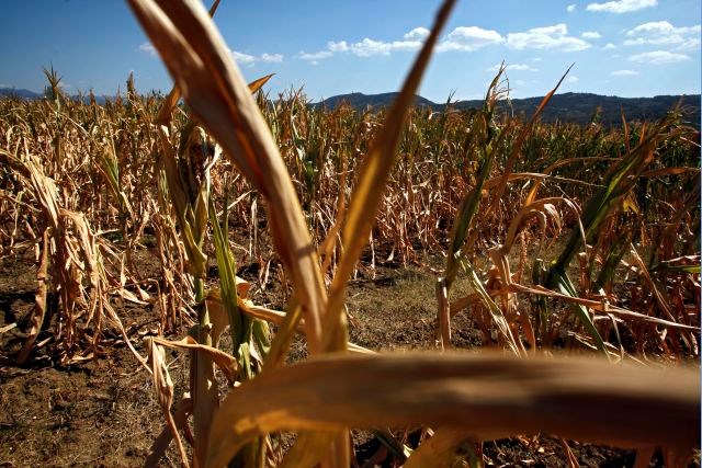 Kmetijsko ministrstvo bo poskušalo pomagati kmetom po suši