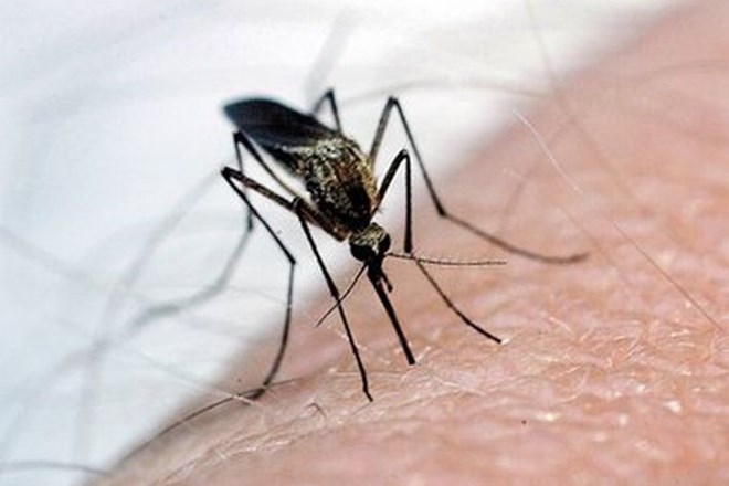 Virus Zahodnega Nila prenašajo komarji.