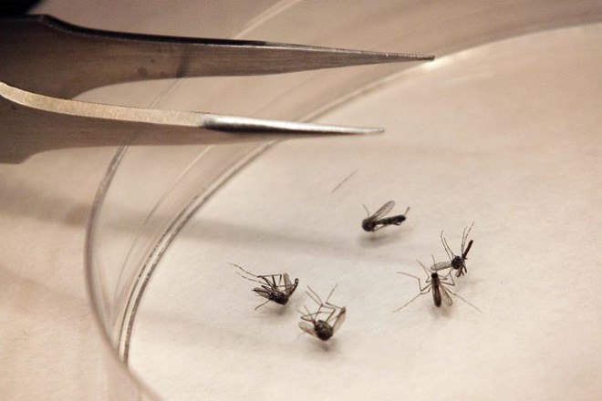 Virus prenašajo navadni in ne tigrasti komarji.