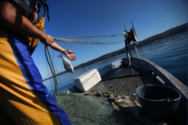 "Naš cilj ni, da bi ribištvo v Sloveniji izumrlo"