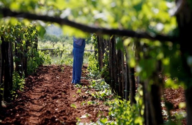 Suša vzela napovedan davek v  vinogradih