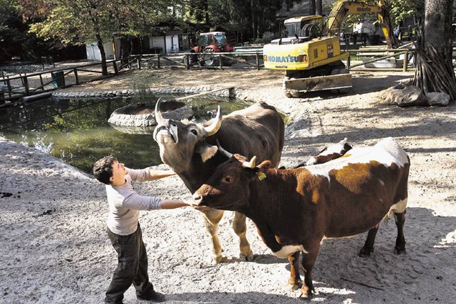 Nastajajočo kmetijo, na kateri trenutno kraljuje cikasto govedo, bodo v Živalskem vrtu Ljubljana uradno odprli v soboto s...