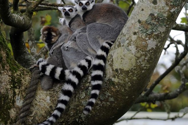 Med najbolj ogroženimi primati so lemurji, ki so si svetovni sloves prislužili zahvaljujoč nizu risank Madagaskar.