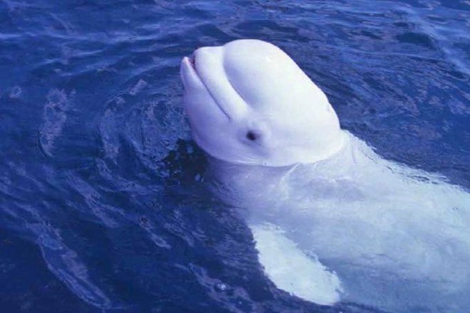 Vrsta kitov po imenu Beluga velja za posebno, saj lahko ustvarja visokofrekvenčne glasove, podobne človeškim.