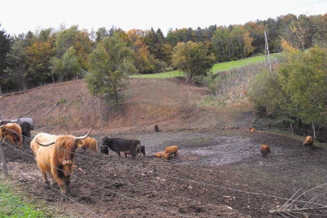 V Slapah pri Ptujski Gori je čreda muškatnega goveda, ki se dobesedno pogreza v blato in tam umira, je javnosti včeraj...