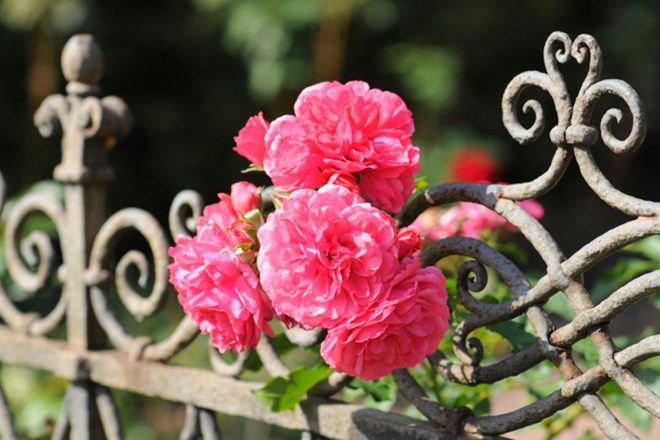 Posebna pozornost na vrtne ograje in zidove