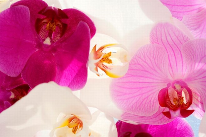 Orhideje: preprosto in eksotično