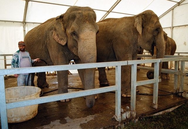 Zaščita živali: Prepoved cirkusa in zakola brez omamljanja