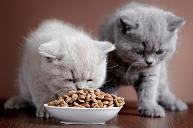 Kako je narejena hrana za pse in mačke?