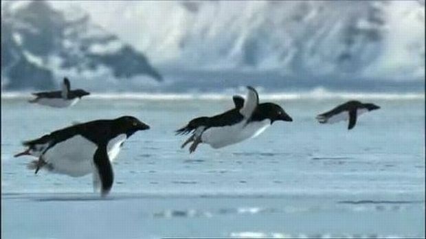 Leteči pingvini, ki nam jih je pred petimi leti pripravil BBC (foto: BBC) 