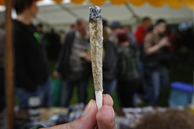 Na Češkem dovoljena uporaba marihuane v zdravstvene namene