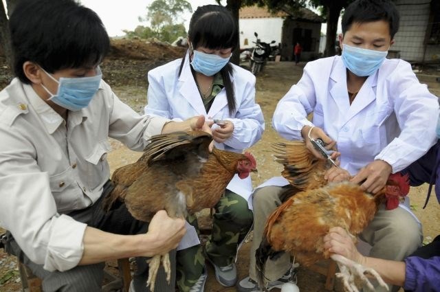 Na Kitajskem peta smrt zaradi nove oblike ptičje gripe