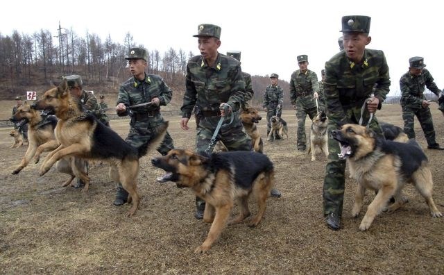 Severnokorejski vojaki na vojaških vajah trenirajo tudi pse. 