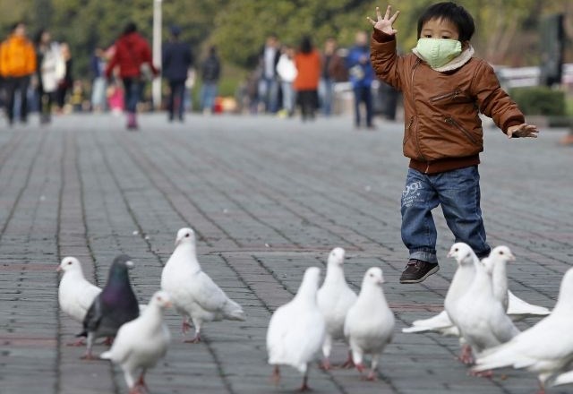Samo v mestu Hangzhou na vzhodu Kitajske nameravajo cepiti okoli 90.000 golobov. 