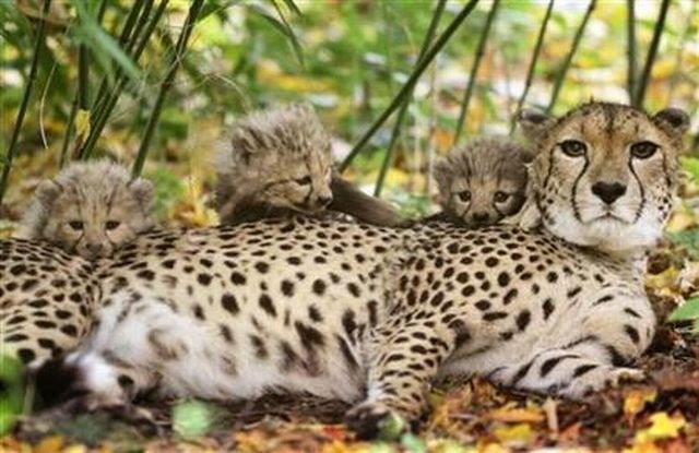 V živalski vrt v Ljubljani s Švedske prihajata geparda