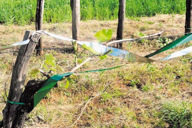 Kmetje poskušajo trte v vinogradih zaščititi pred jelenjadjo s svetlikajočimi se trakovi, kajti postavitev ograje je za mnoge...